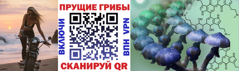 Псилоцибиновые грибы GOLDEN TEACHER  продажа наркотиков  Ачинск 